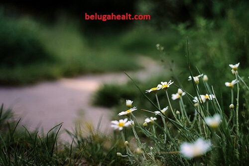 Boston Mountain Rural Health